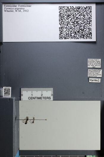 Media type: image;   Entomology 525415